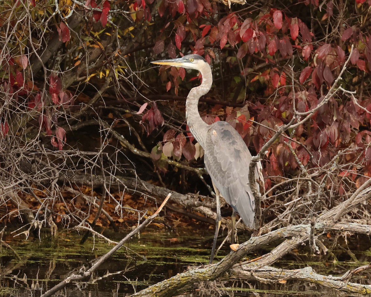 オオアオサギ - ML643772538