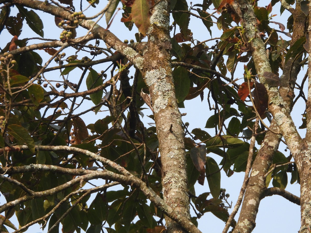 Bar-tailed Treecreeper - ML643772539