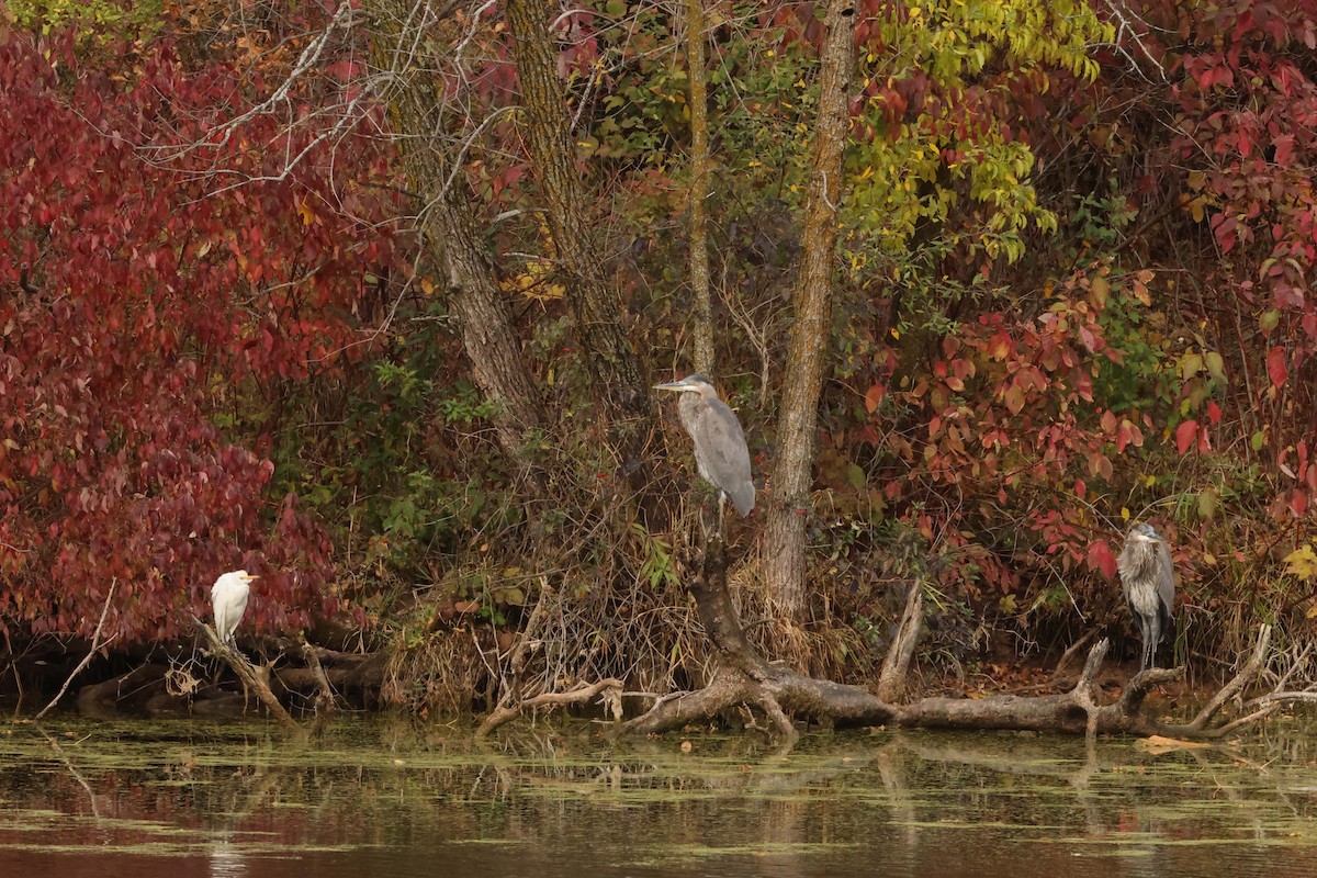 オオアオサギ - ML643772540