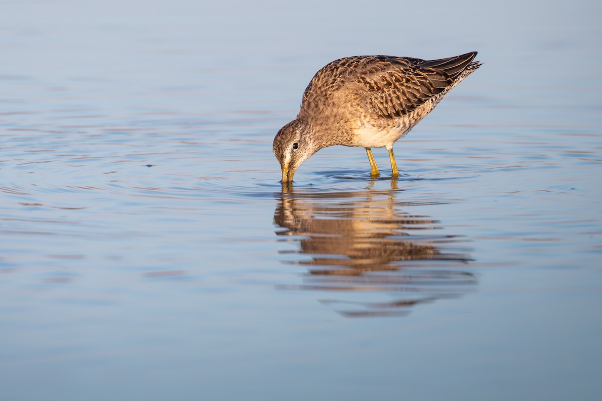 Long-billed Dowitcher - ML643772543