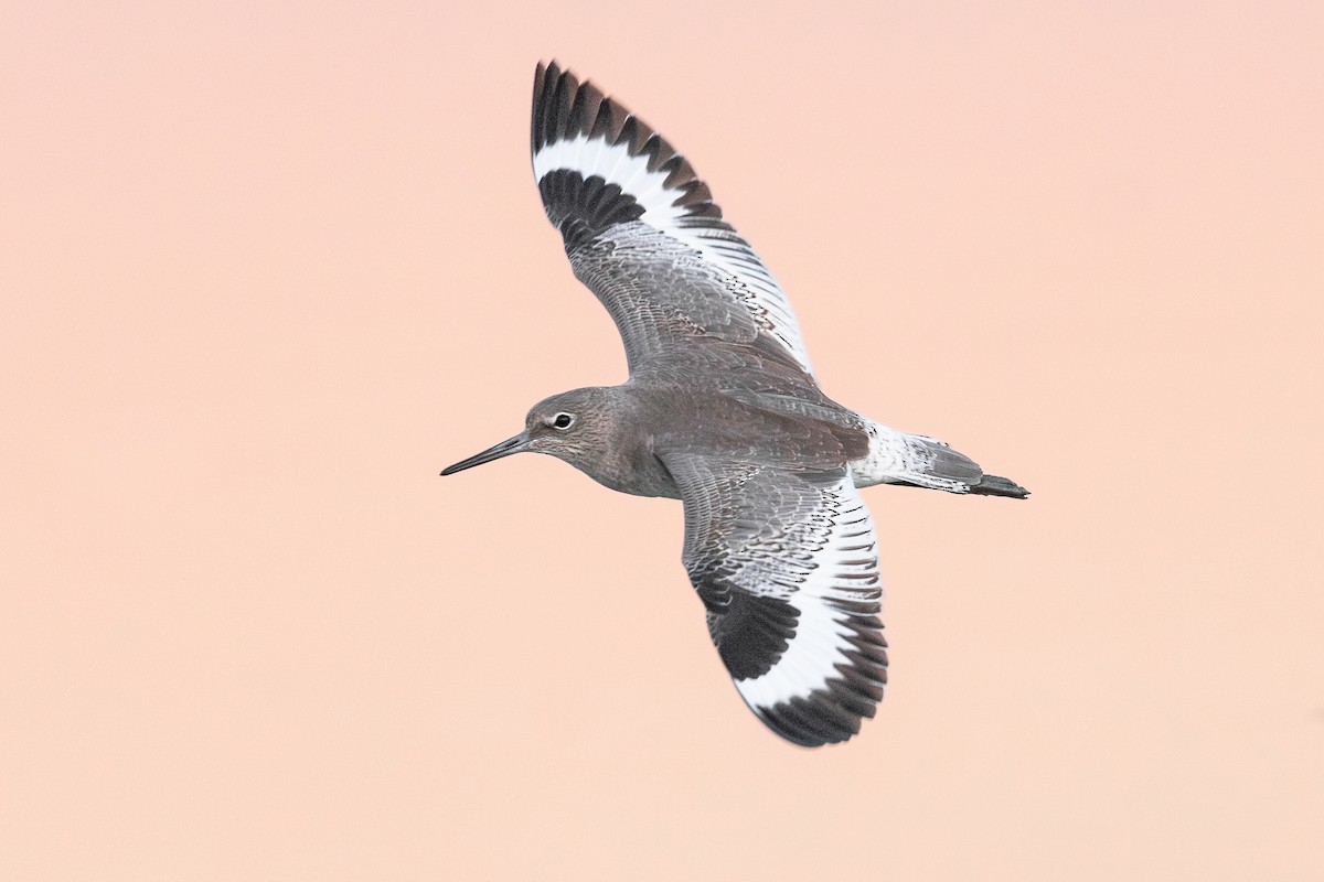 Willet (Western) - ML643772548