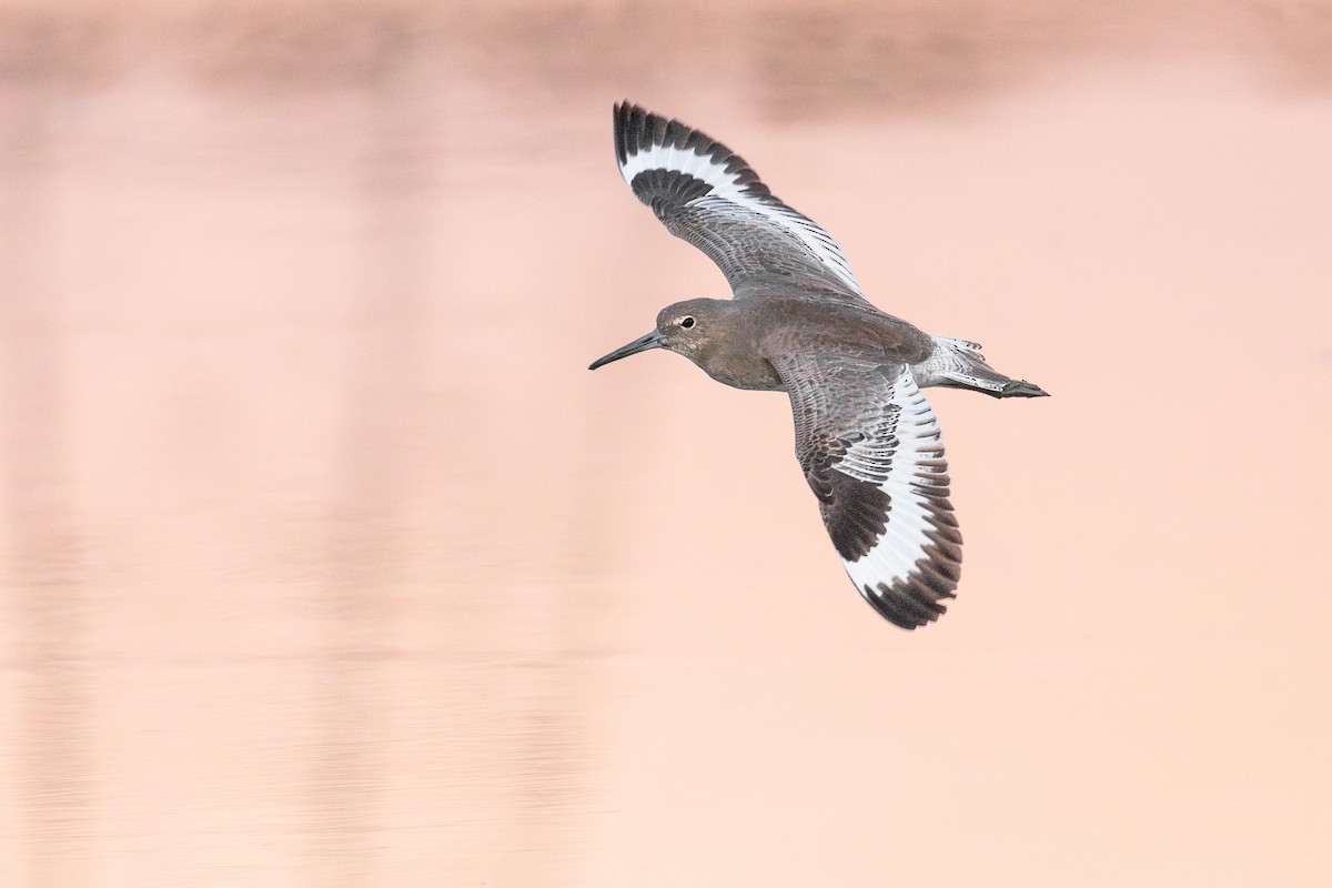 Willet (Western) - ML643772549