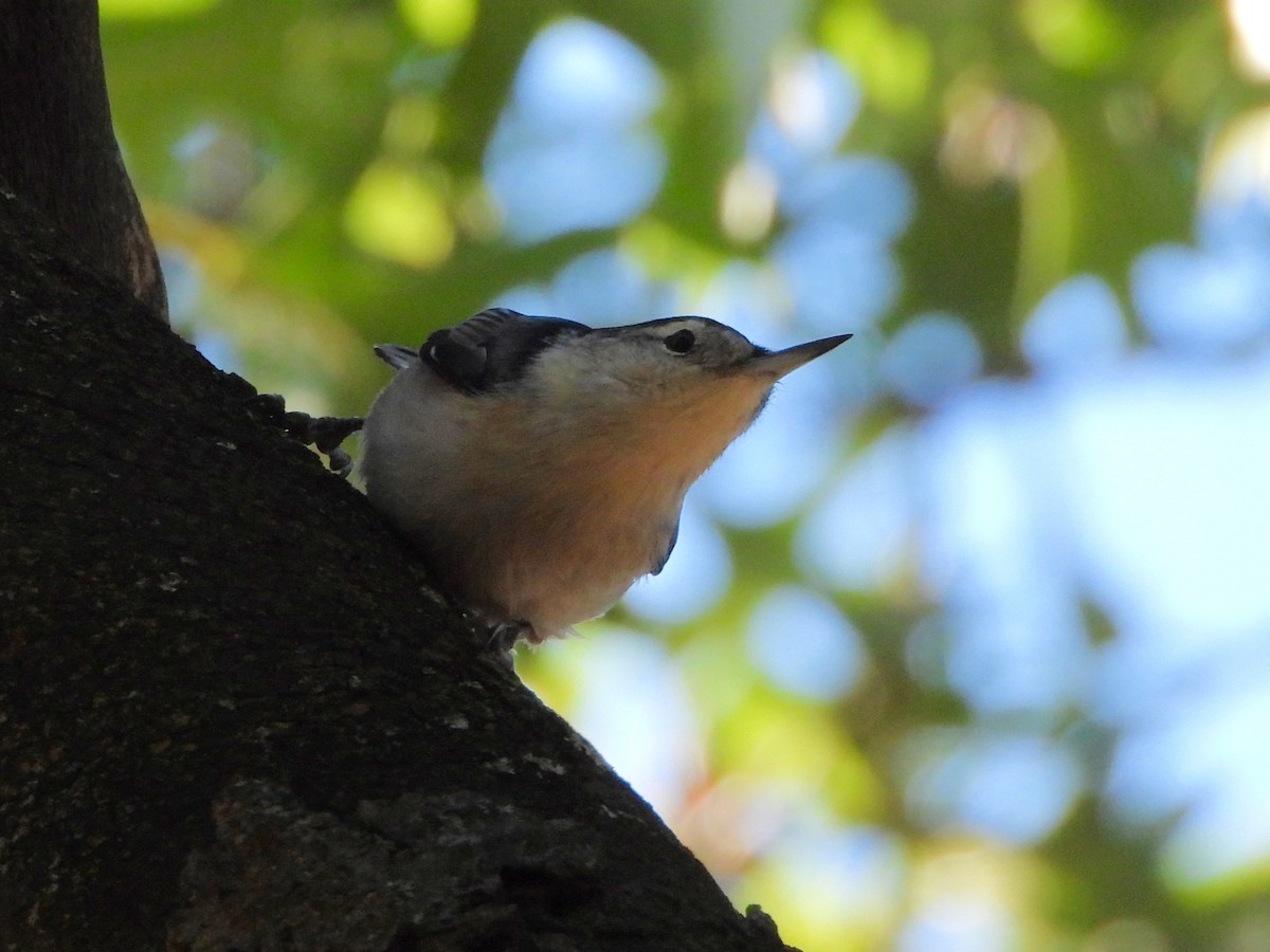 White-breasted Nuthatch - ML643772553