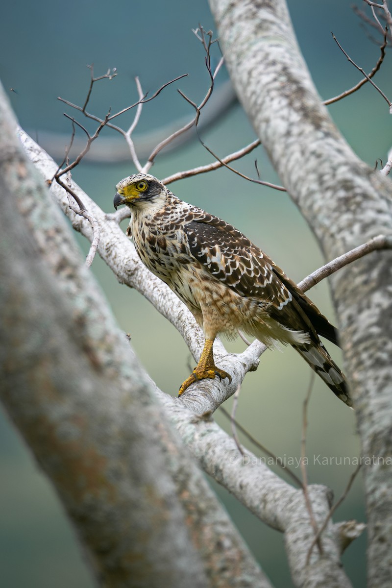 Haubenschlangenadler [cheela-Gruppe] - ML643772554
