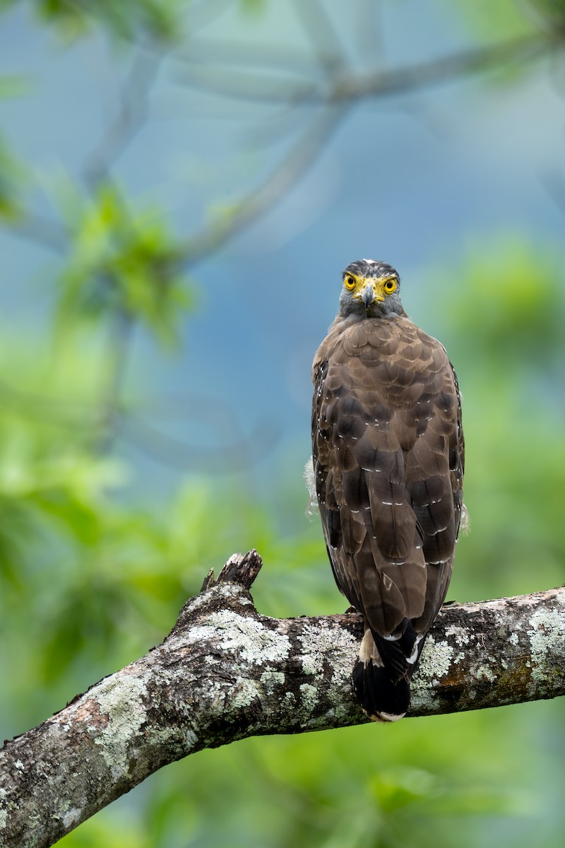 Haubenschlangenadler [cheela-Gruppe] - ML643772555
