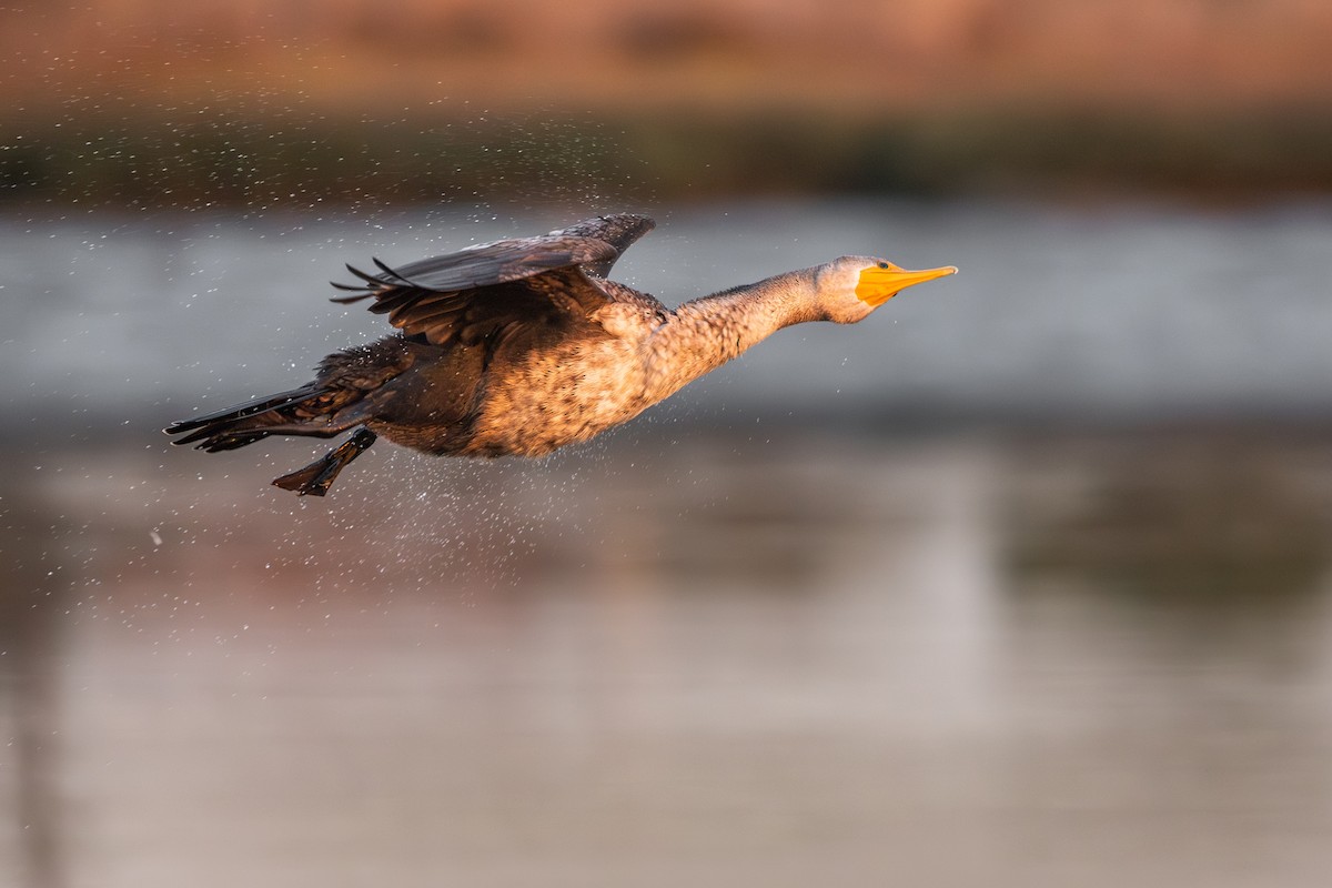 Double-crested Cormorant - ML643772556