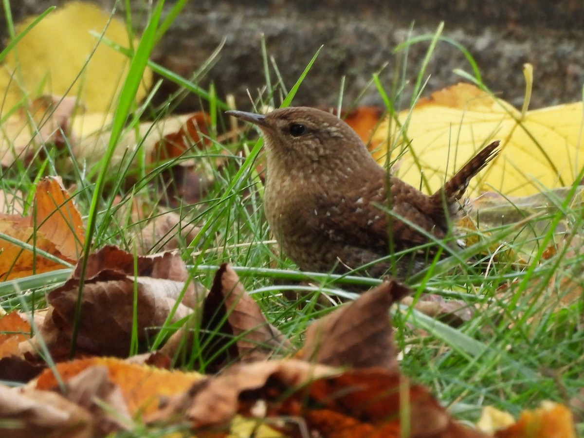 Winter Wren - ML643772568
