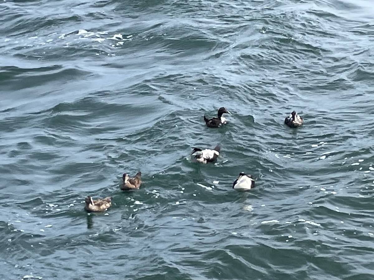 Common Eider - ML643772573