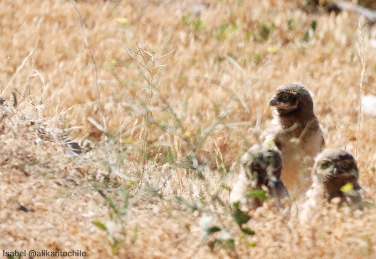 Burrowing Owl - ML643772579
