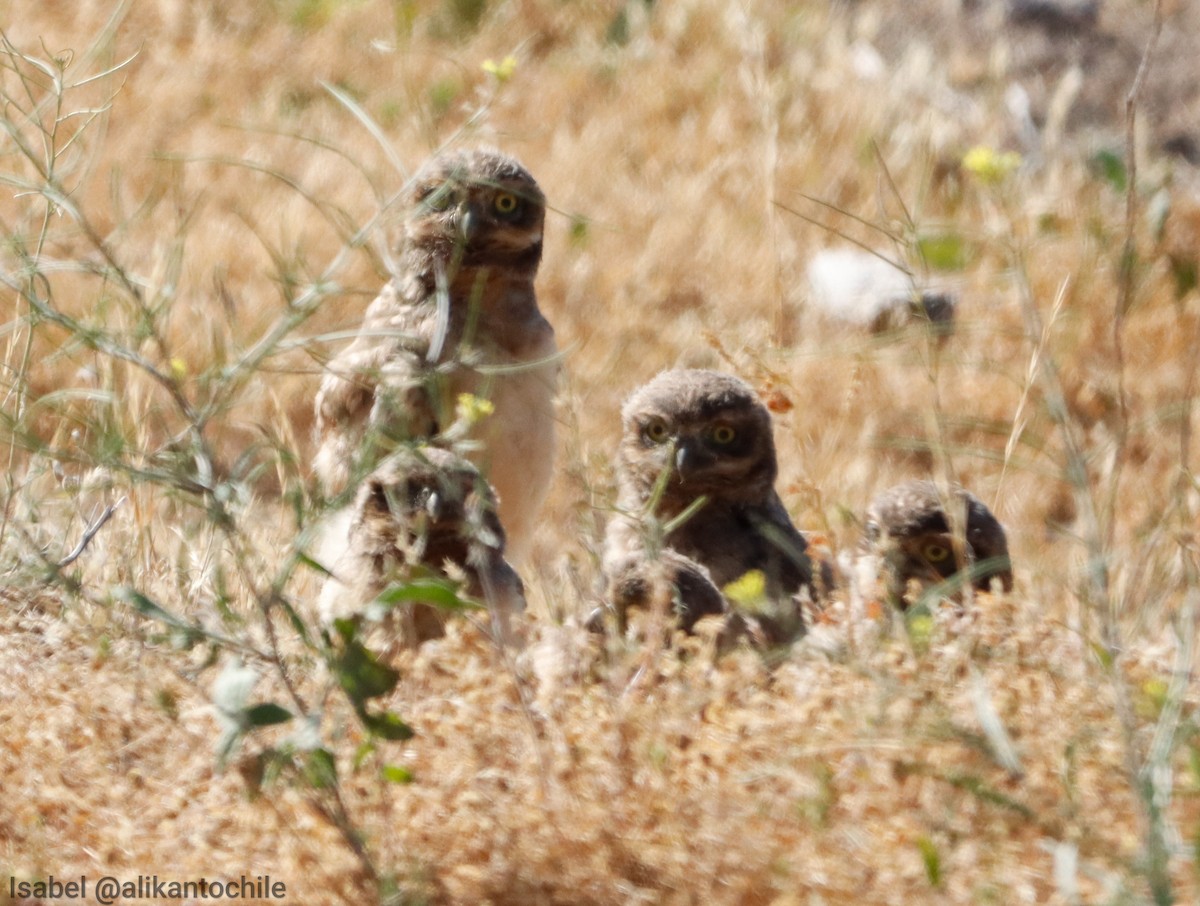 Burrowing Owl - ML643772580