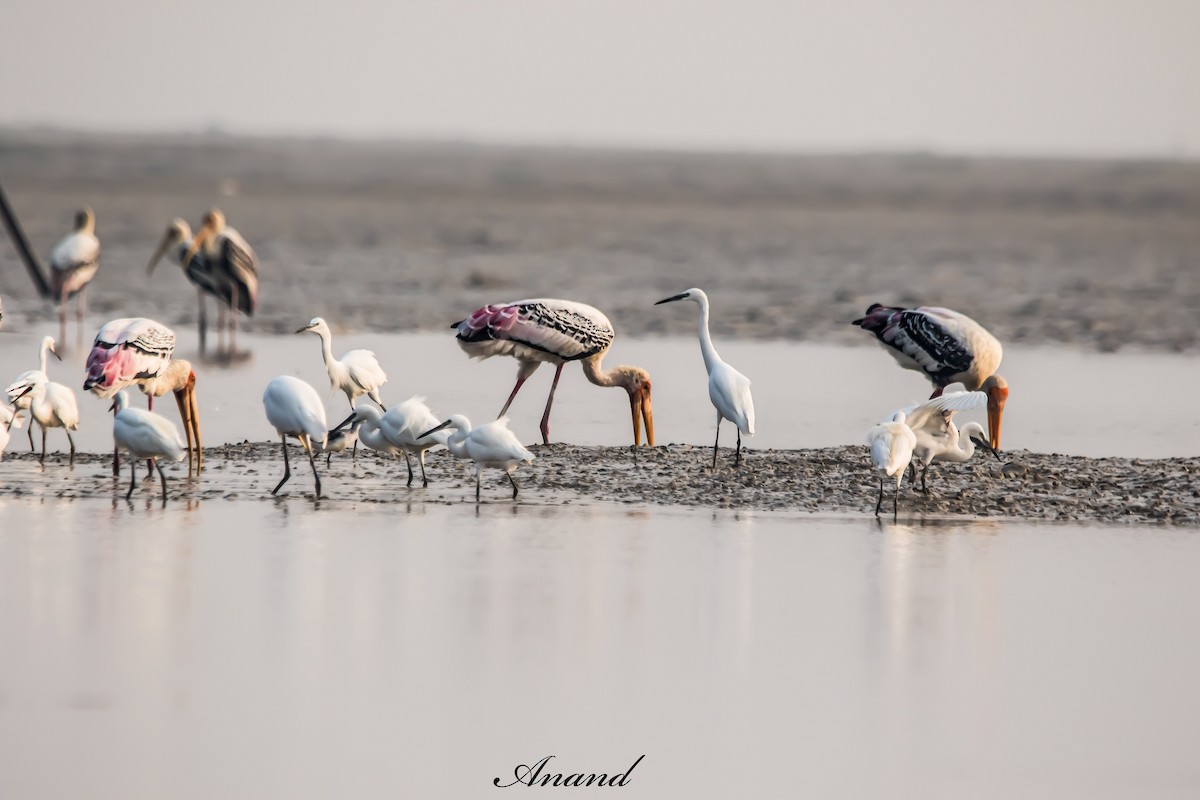 Painted Stork - ML643772582
