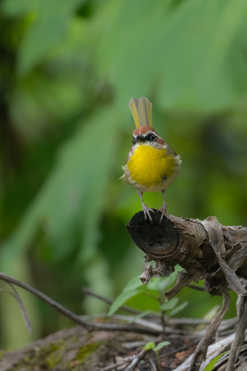 Rufous-capped Warbler (rufifrons Group) - ML643772586