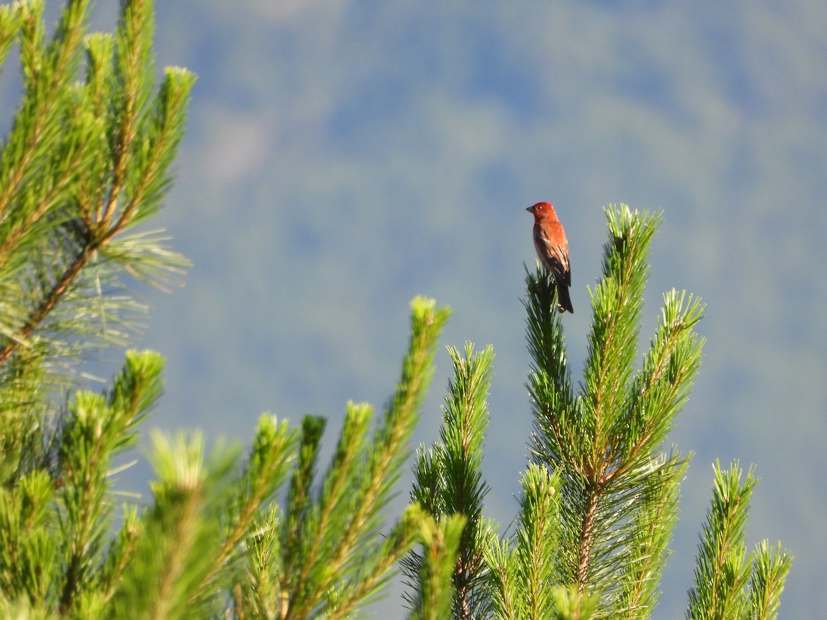 Common Rosefinch - ML643772593