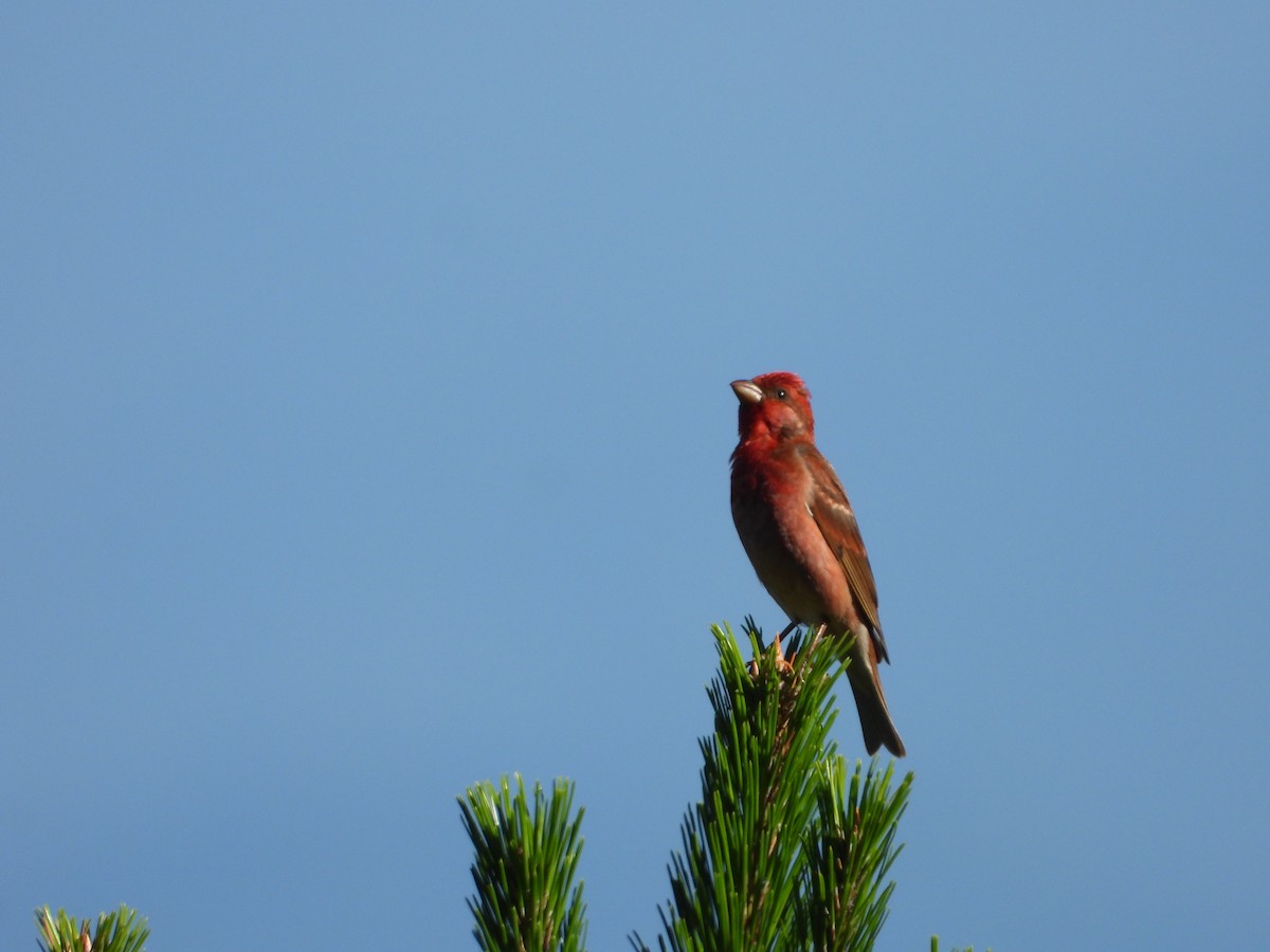 Common Rosefinch - ML643772594