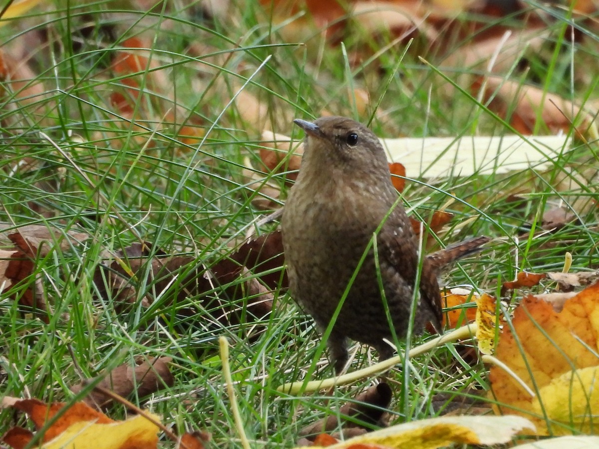 Winter Wren - ML643772596