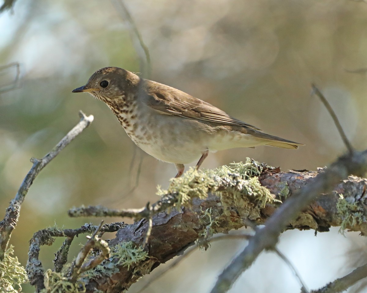 Tordo di Baird - ML643772599
