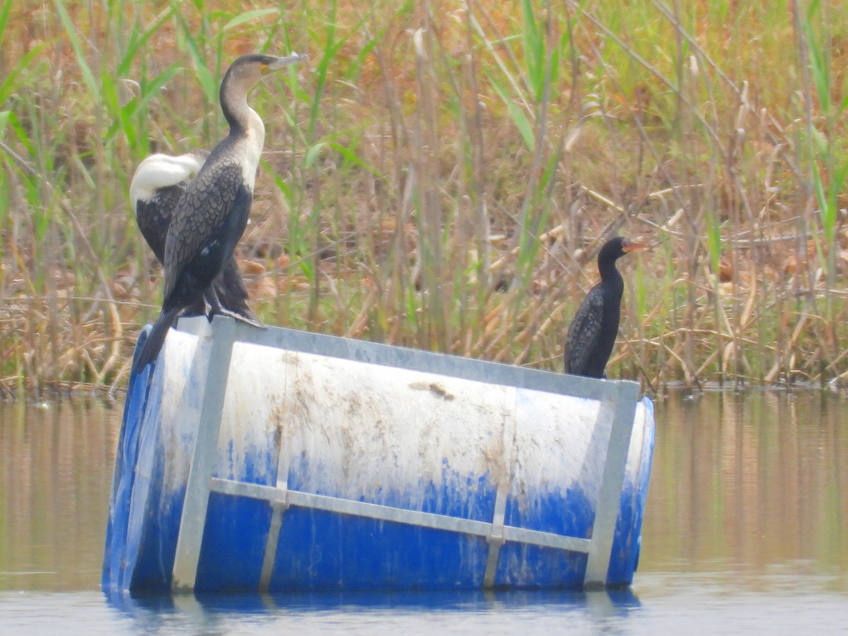 Great Cormorant (White-breasted) - ML643772607