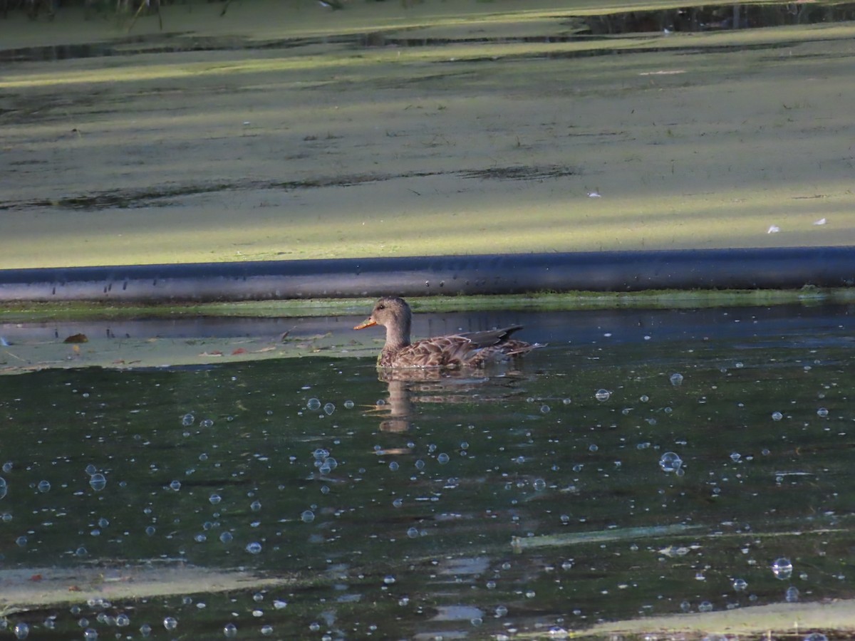 Gadwall - ML643772608