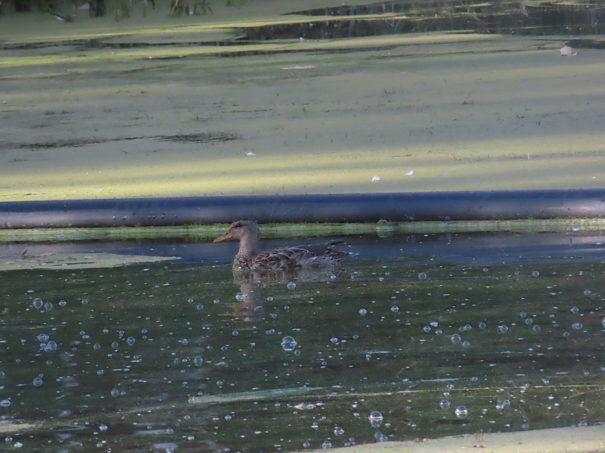 Gadwall - ML643772609