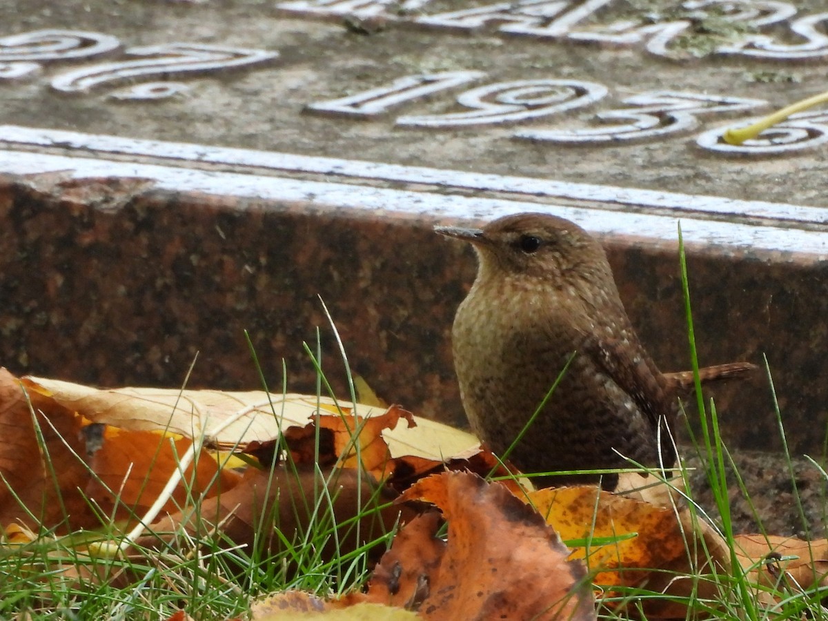 Winter Wren - ML643772611