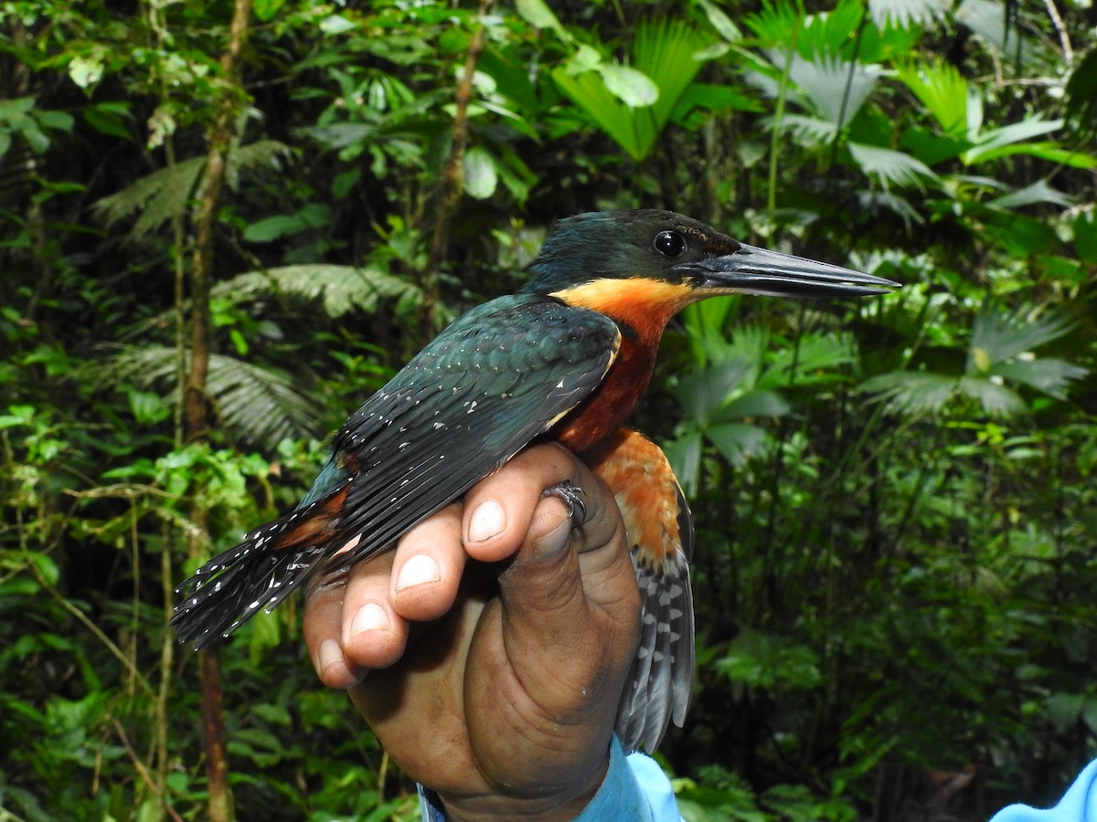 Green-and-rufous Kingfisher - ML643772617