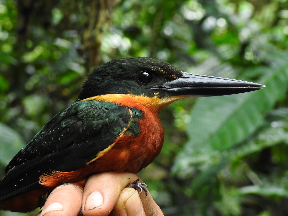 Green-and-rufous Kingfisher - ML643772624