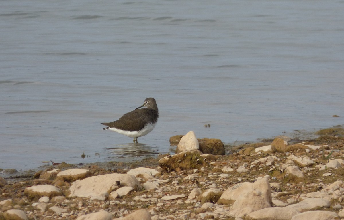 Green Sandpiper - ML643772626