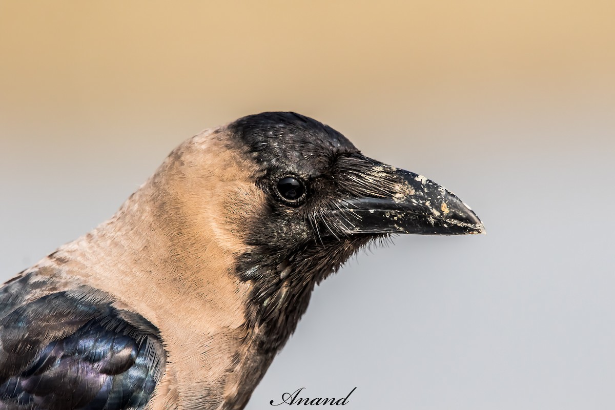 House Crow - ML643772628