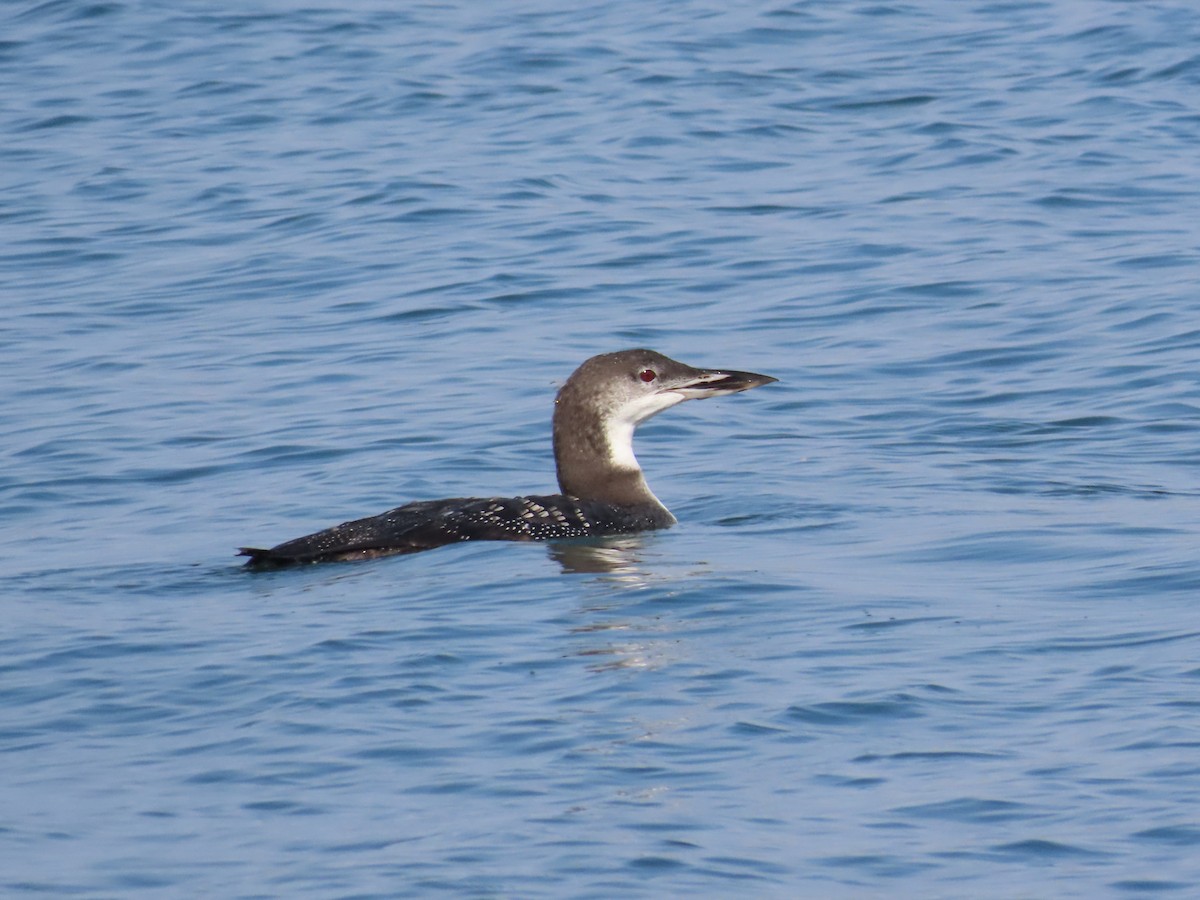 Common Loon - ML643772631