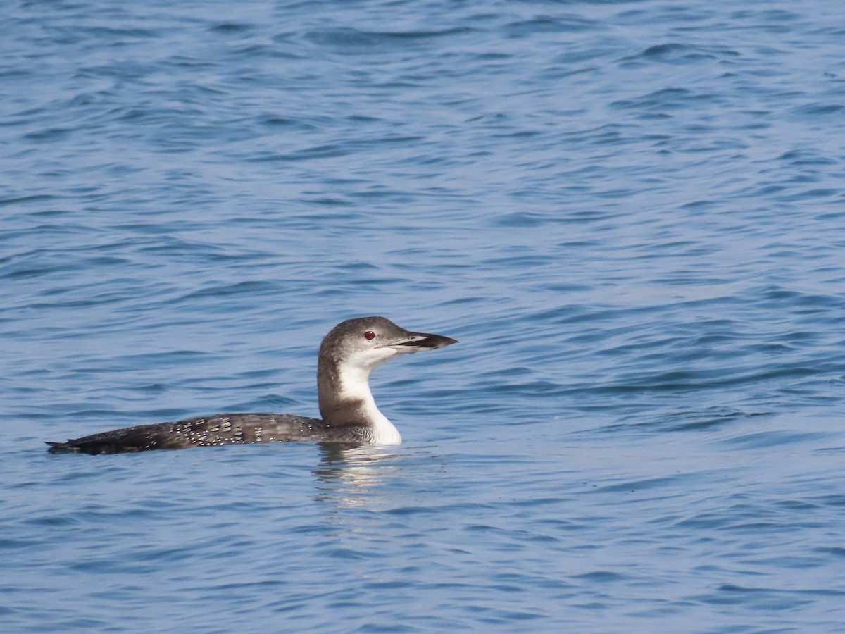 Common Loon - ML643772632