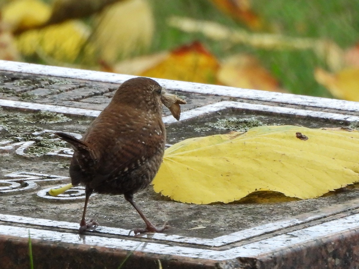 Winter Wren - ML643772636