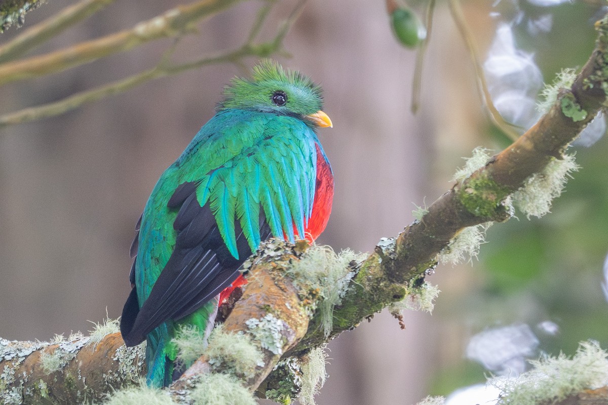 Resplendent Quetzal - ML643772641