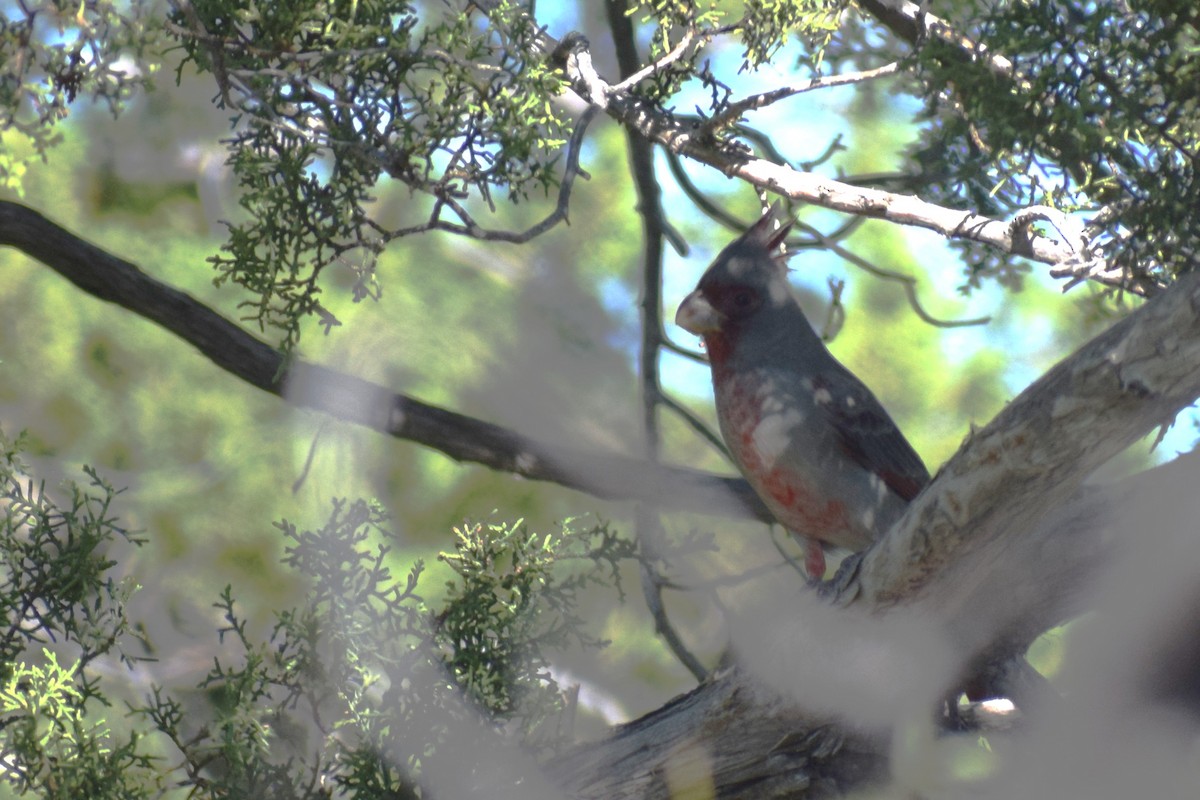 Pyrrhuloxia - ML643772643