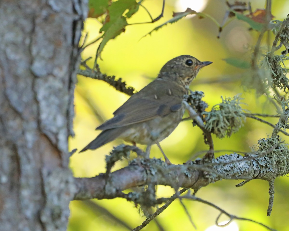 Grive à dos olive - ML643772644