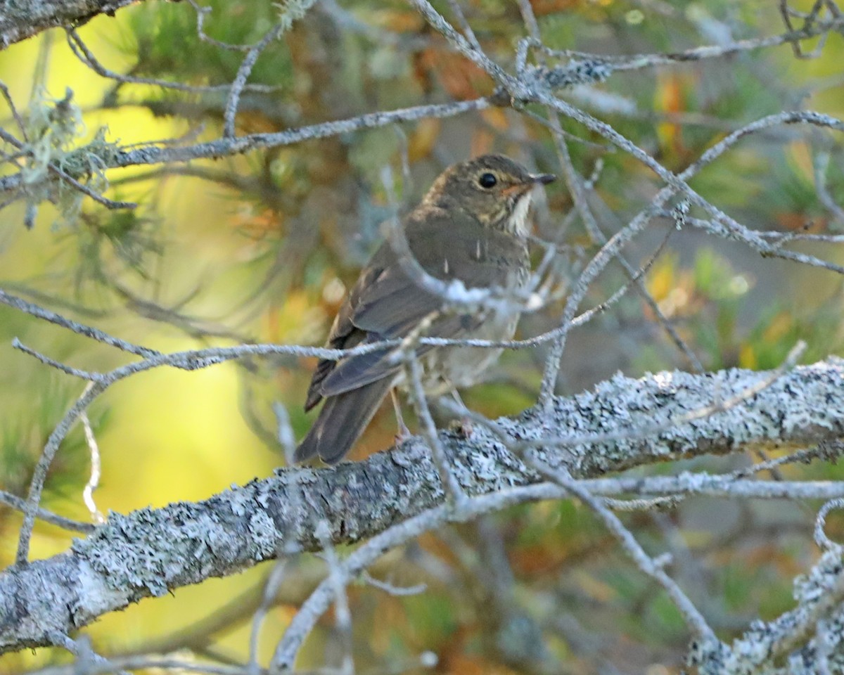 Grive à dos olive - ML643772645