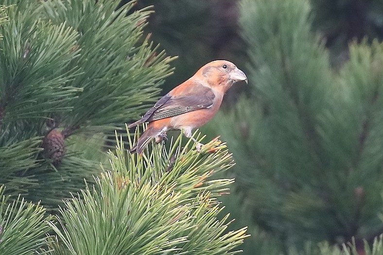 Scottish Crossbill - ML643772651