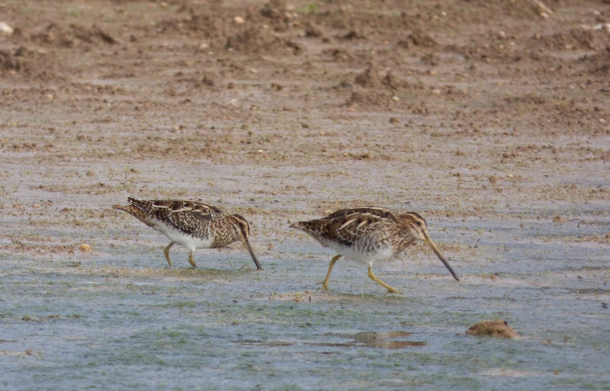 Common Snipe - ML643772657