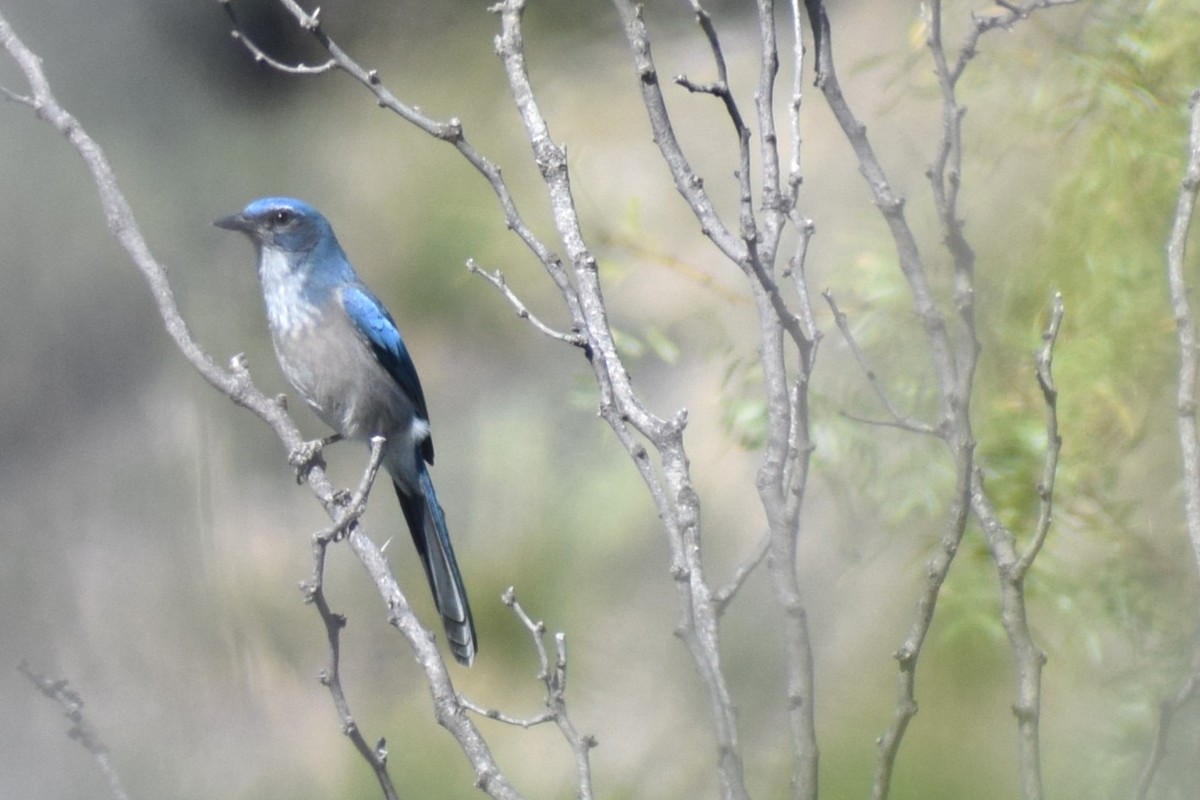 Woodhouse's Scrub-Jay (Woodhouse's) - ML643772662