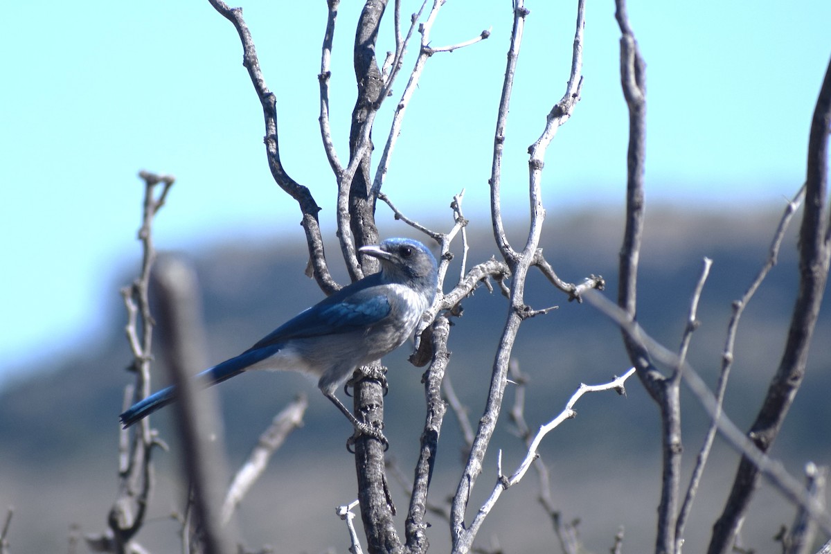 Woodhouse's Scrub-Jay (Woodhouse's) - ML643772663