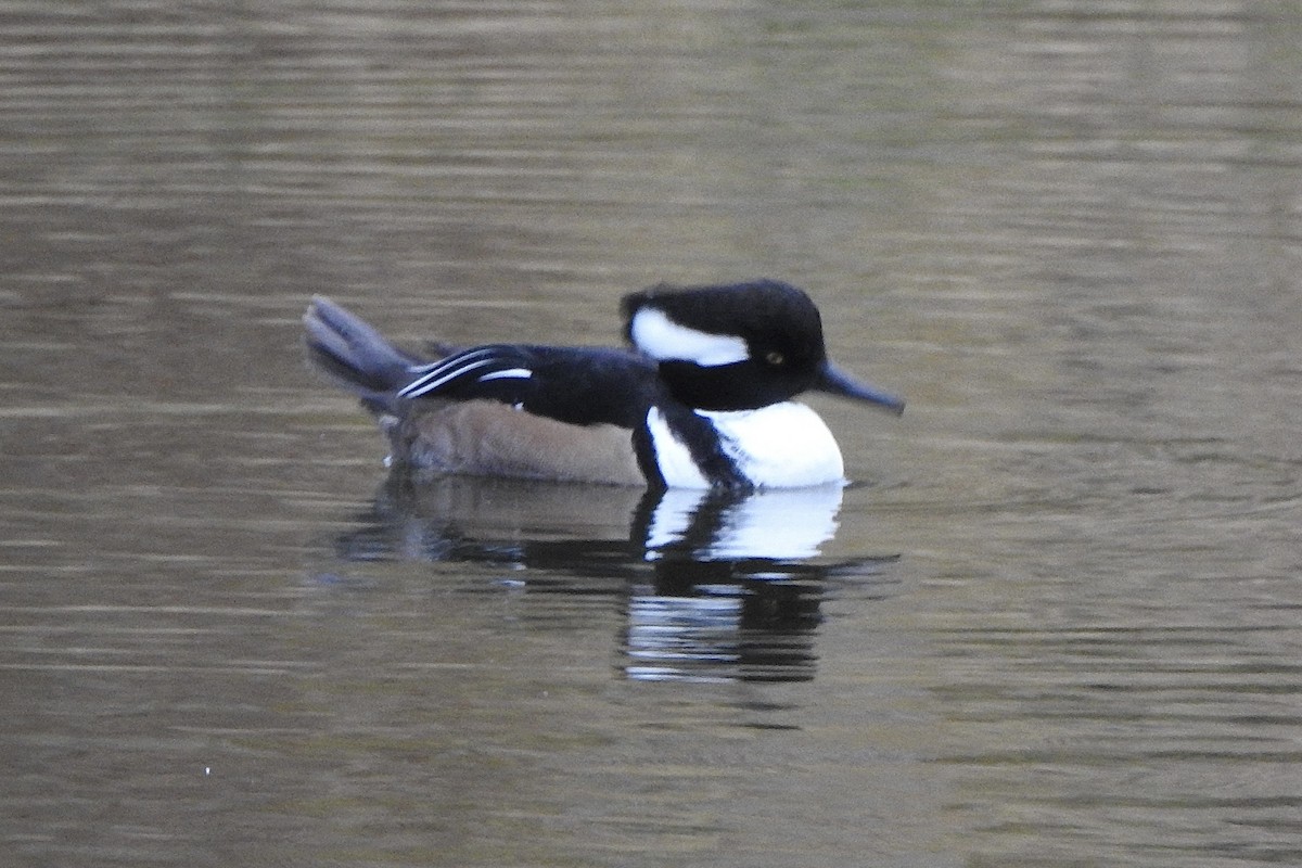 Hooded Merganser - ML643772665