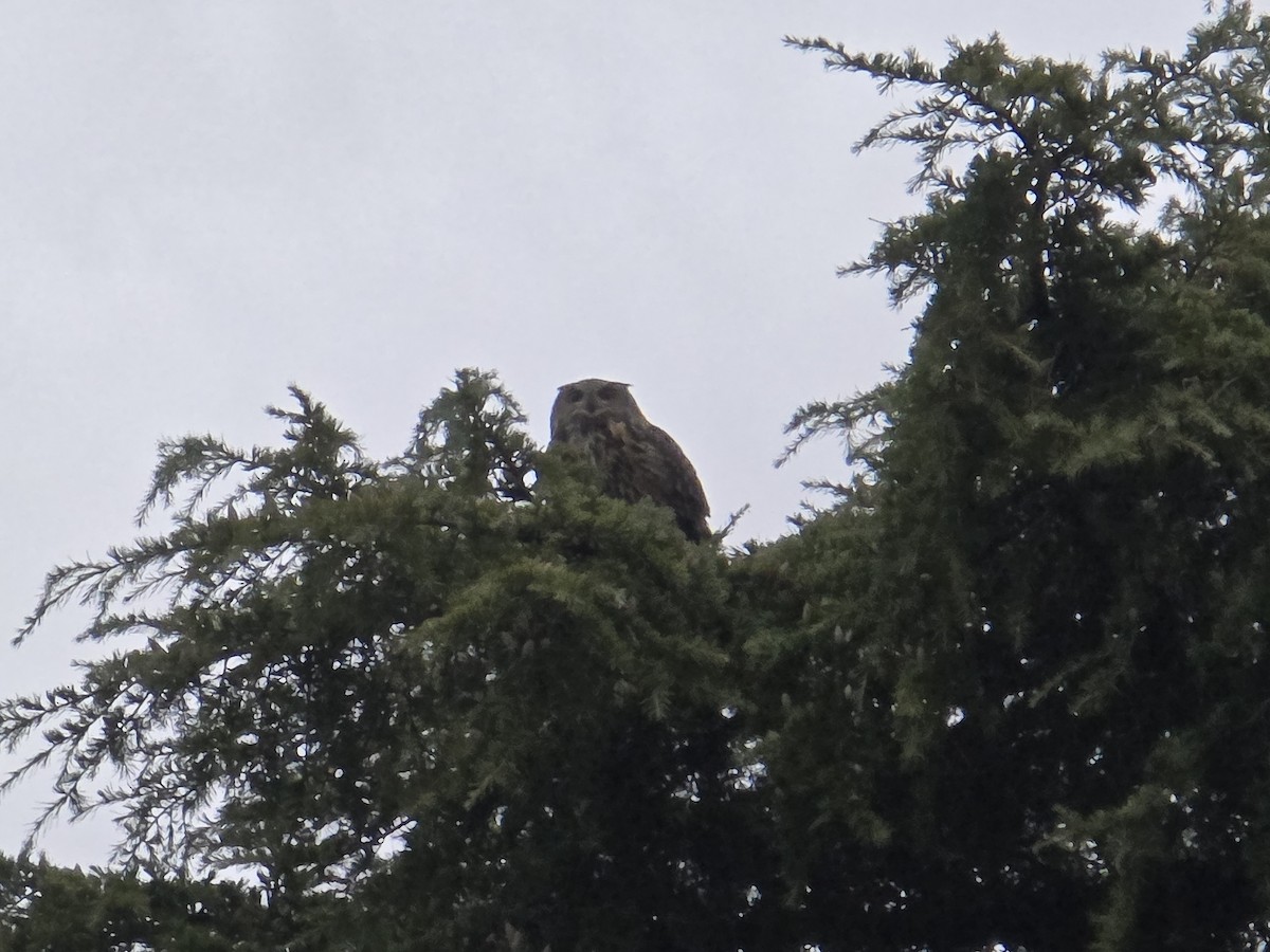 Eurasian Eagle-Owl - ML643772675