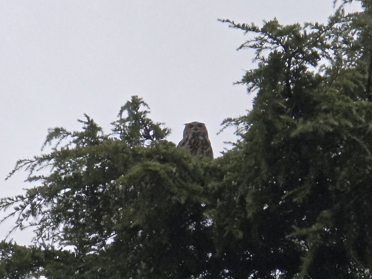 Eurasian Eagle-Owl - ML643772676