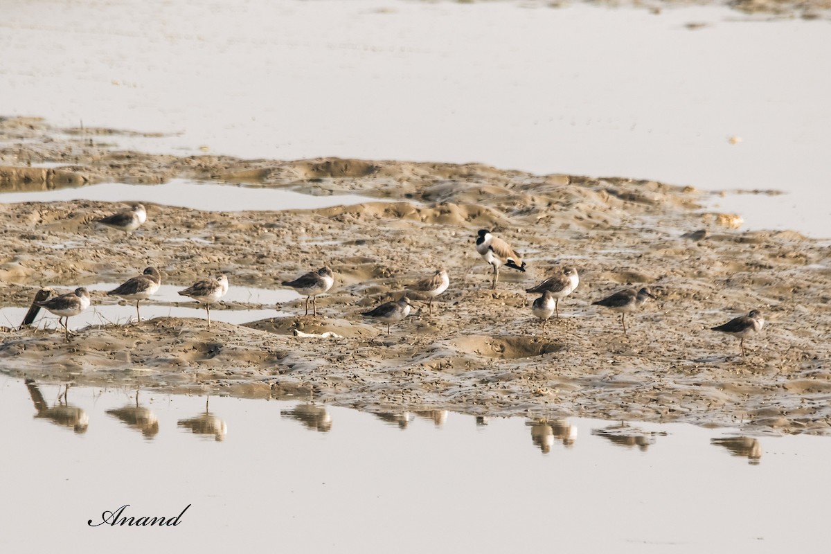 Common Redshank - ML643772687