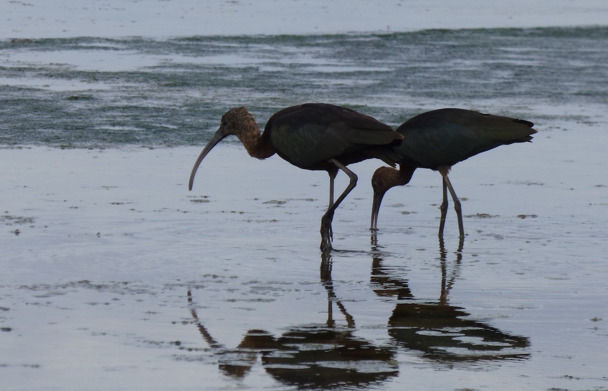 ibis hnědý - ML643772690