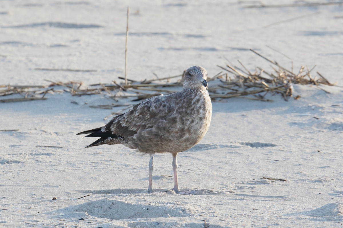 American Herring Gull - ML643772691
