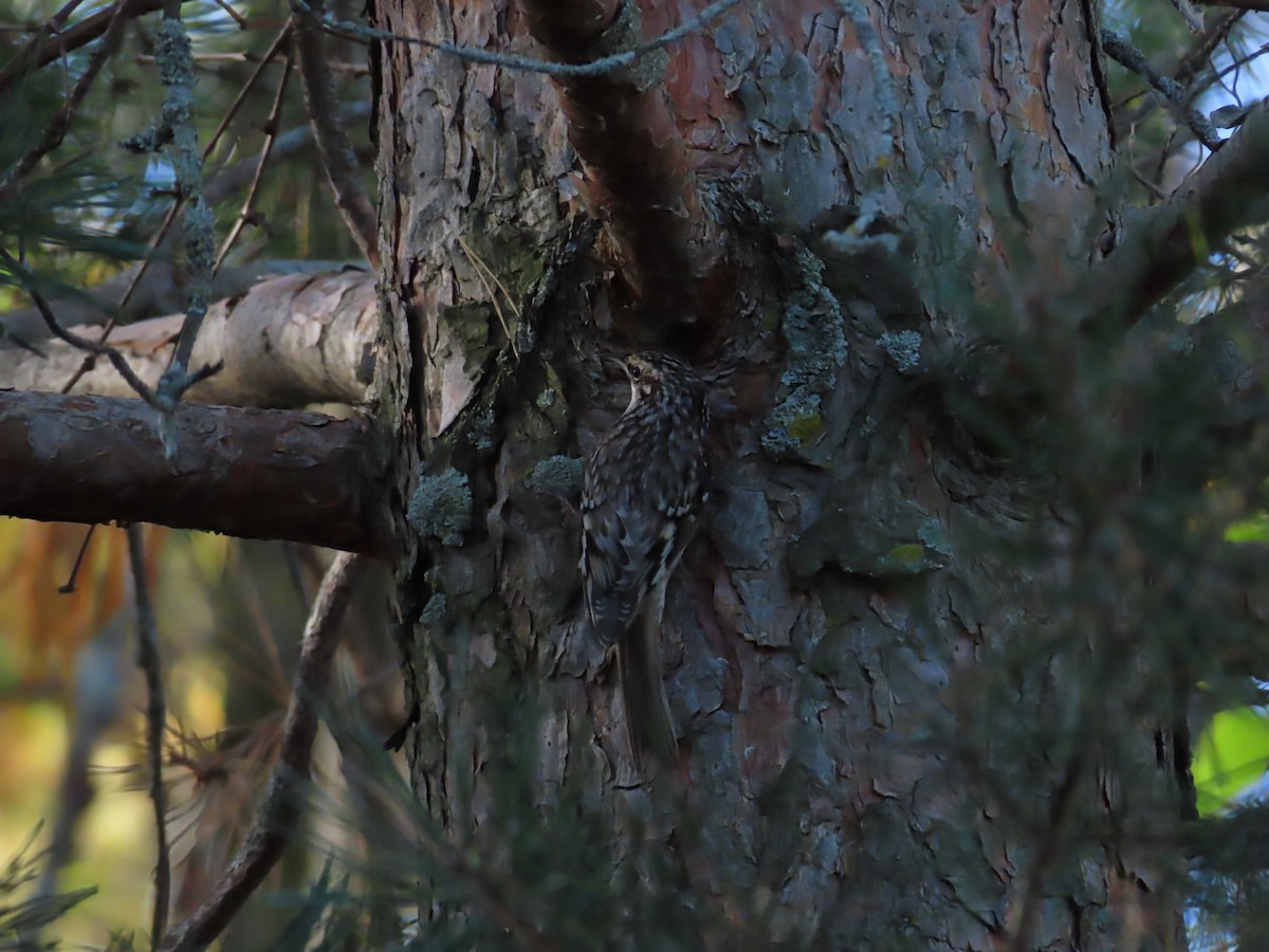 Brown Creeper - ML643772692