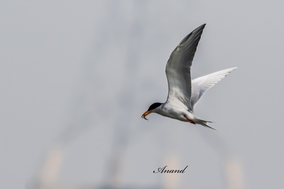 River Tern - ML643772700
