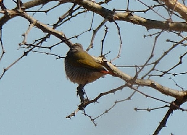 Yeşil Kanatlı Pitilya - ML643772703