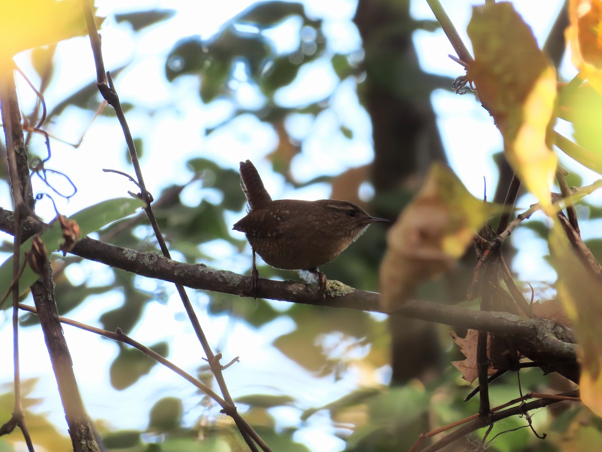 Winter Wren - ML643772726