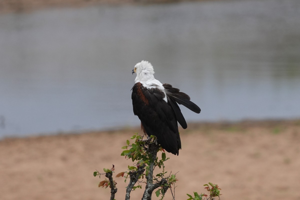 African Fish-Eagle - ML643772731